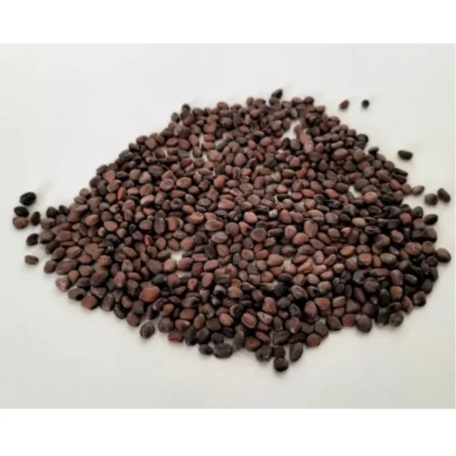 Sango Radish Microgreen Seeds – Quick Harvest, Suitable for Any Space